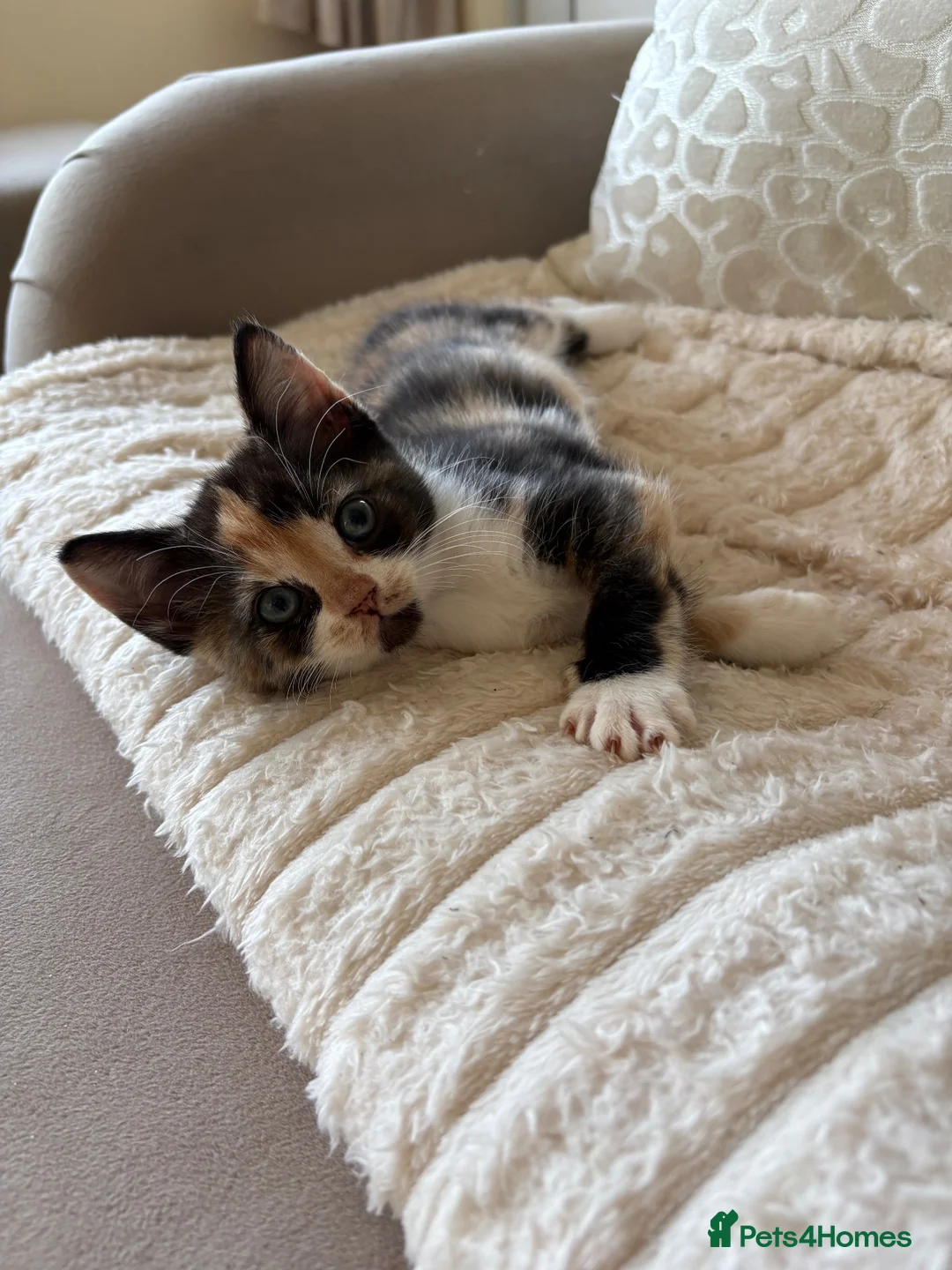 Mixed Breed cats for sale: Kittens - Advert 8