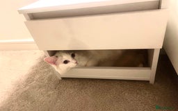 Ragdoll cats for sale: Beautiful Ragdoll - Image 4