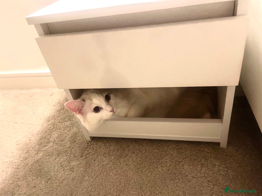 Ragdoll cats for sale: Beautiful Ragdoll - Image 4