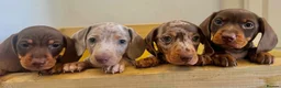 Miniature Dachshund dogs for sale: Miniature Dachshund Boys For Sale  in Blaenau Ffestiniog - Advert 14