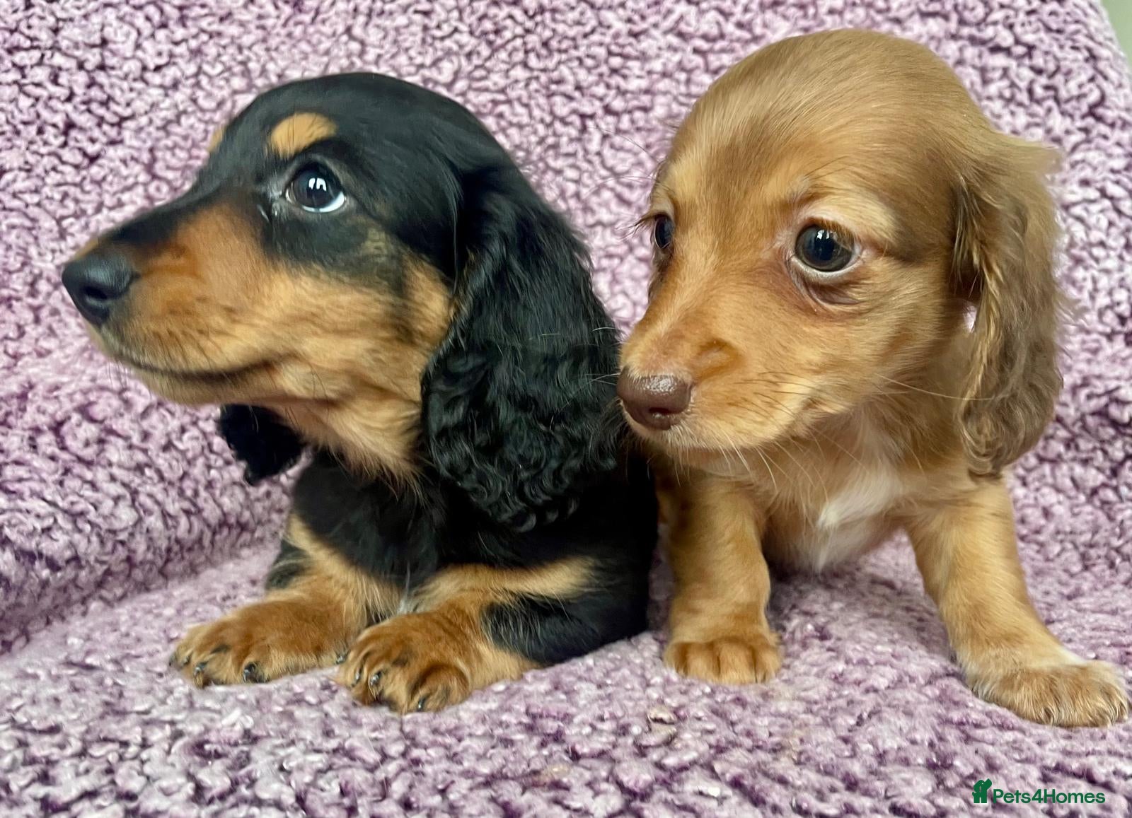 Miniature Dachshund dogs 💙READY💙KC Reg Mini Long-Haired Dachshunds  - Advert 14