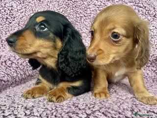 Miniature Dachshund dogs 💙READY💙KC Reg Mini Long-Haired Dachshunds - Advert 14