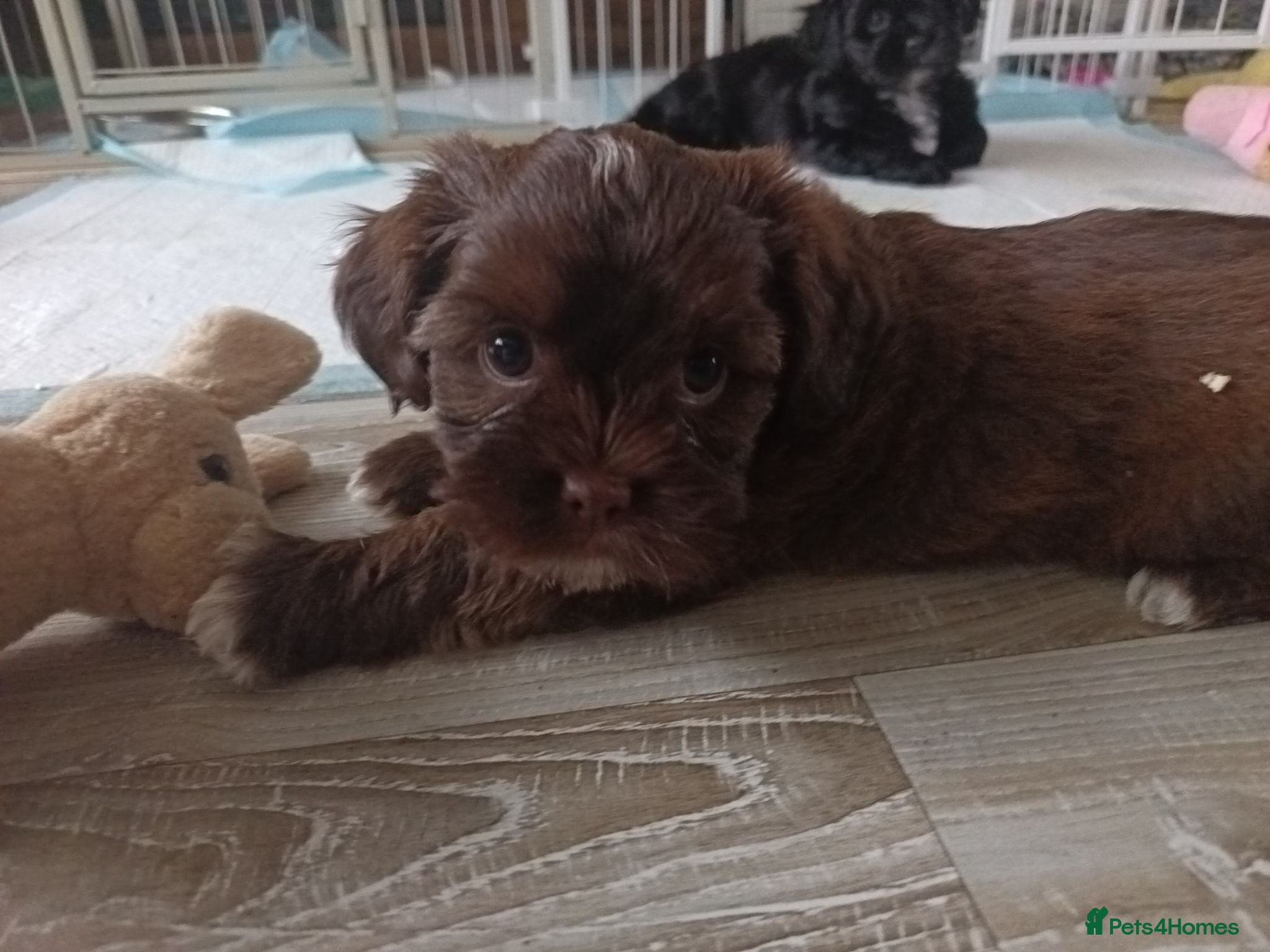 Mixed Breed dogs Beautiful Unique little puppies  - Advert 11