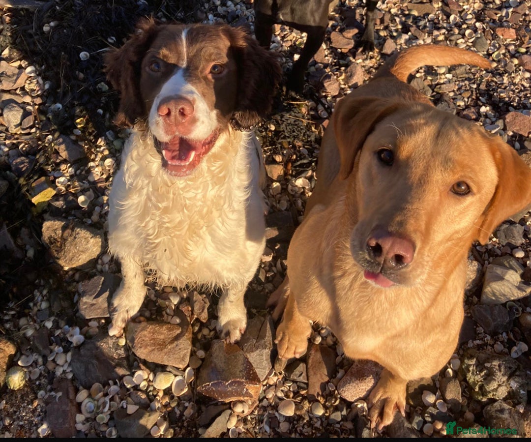 Springador dogs for sale: Springadors from working puppies  - Image 5