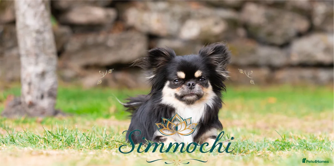 Chihuahua dogs for stud: Exceptional Thai line  - Advert 17