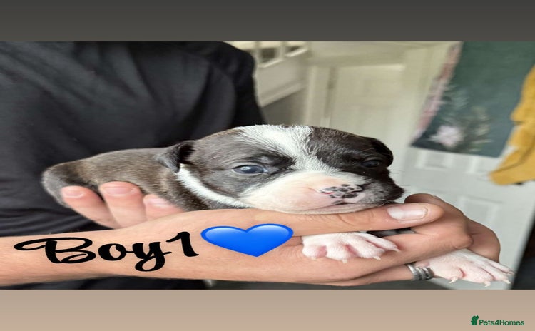 Mixed Breed dogs - Advert 5