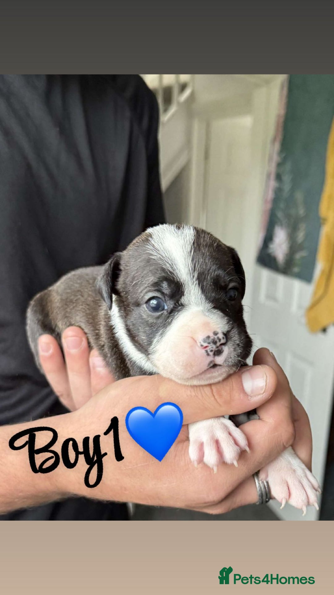 Mixed Breed dogs for sale: Puppies  - Image 1