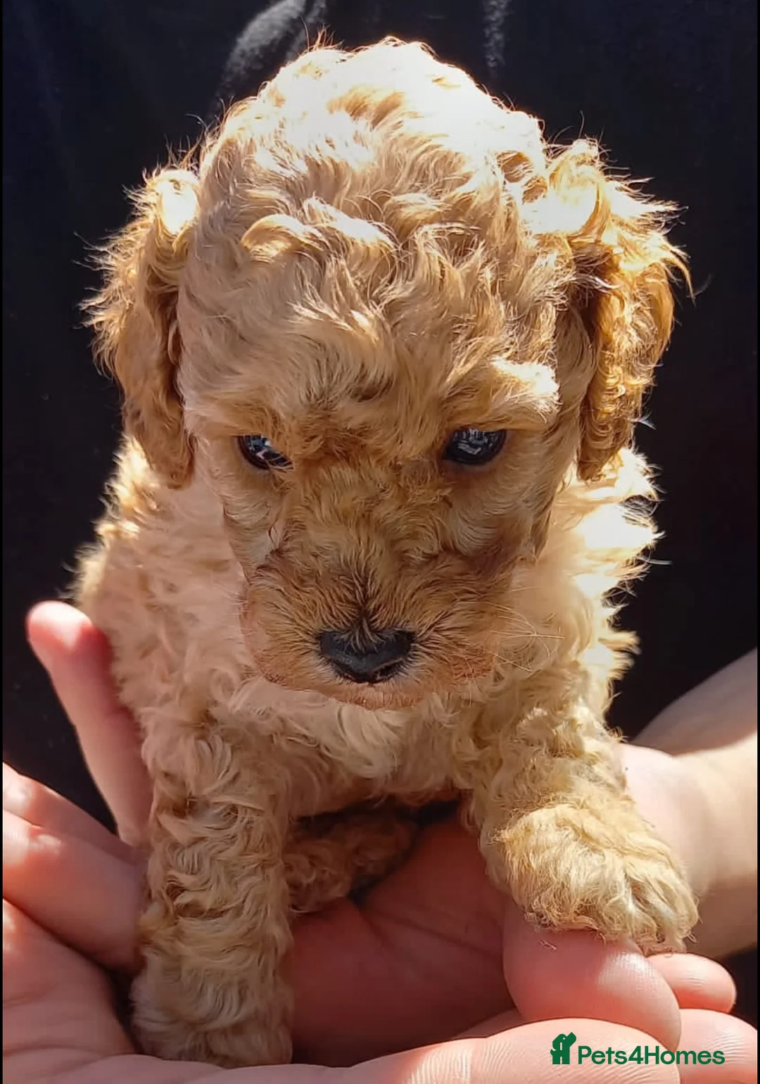 Toy Poodle dogs for sale: Apricot Beauties!  - Advert 1