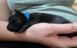 Mixed Breed dogs for sale: Doxie-Dales  - Image 22