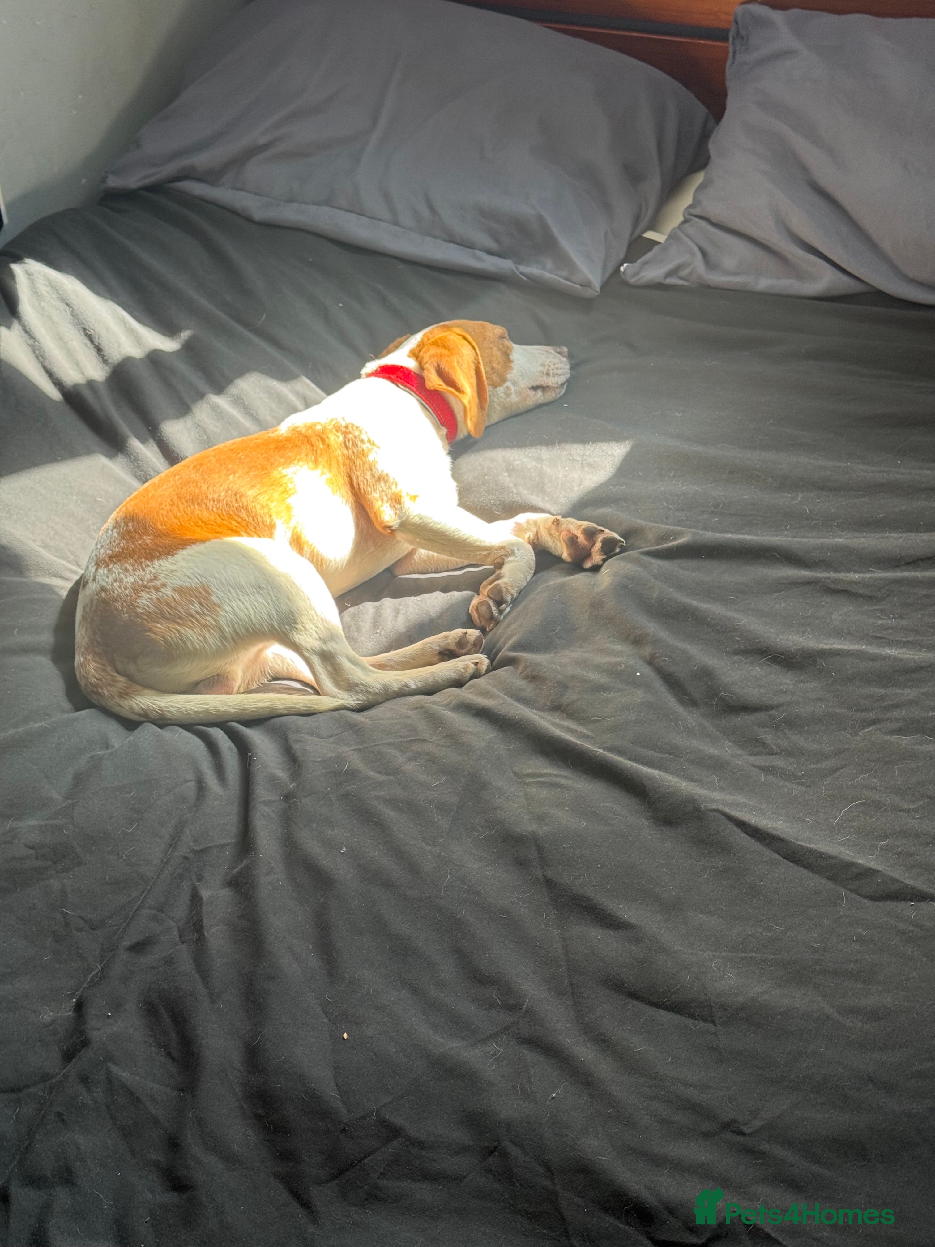Beagle dogs Teddy - Advert 18