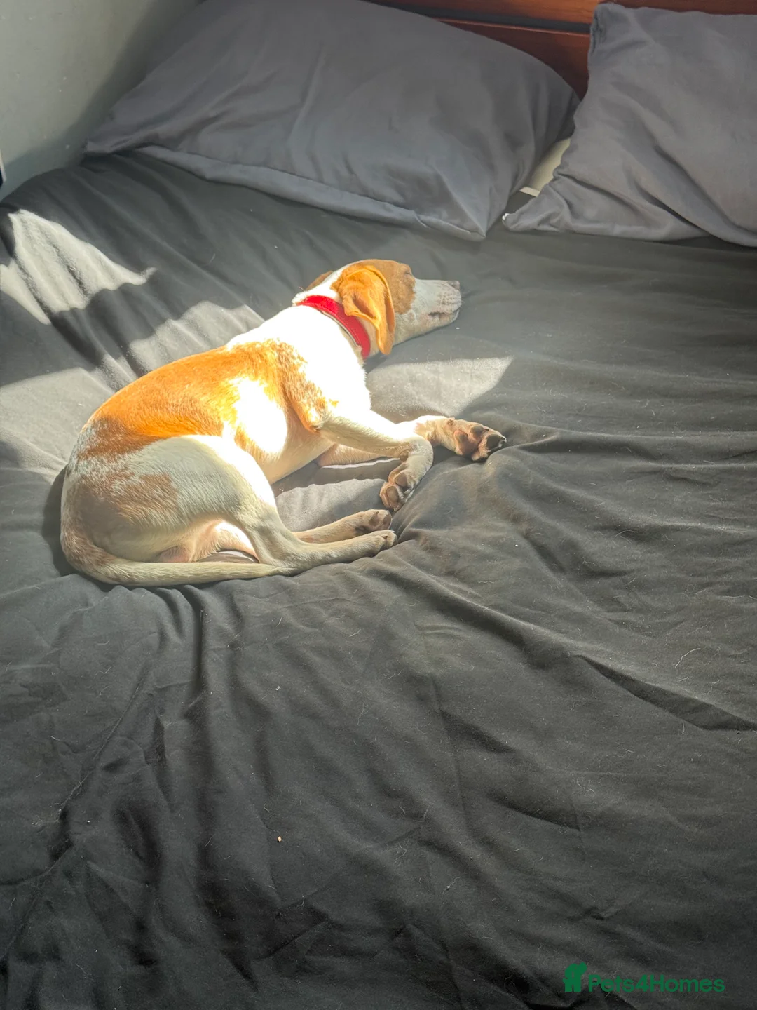 Beagle dogs for sale: Teddy in Ipswich - Advert 1