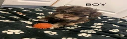 Schnoodle dogs for sale: GORGEOUS SCHNOODLES  - Advert 9