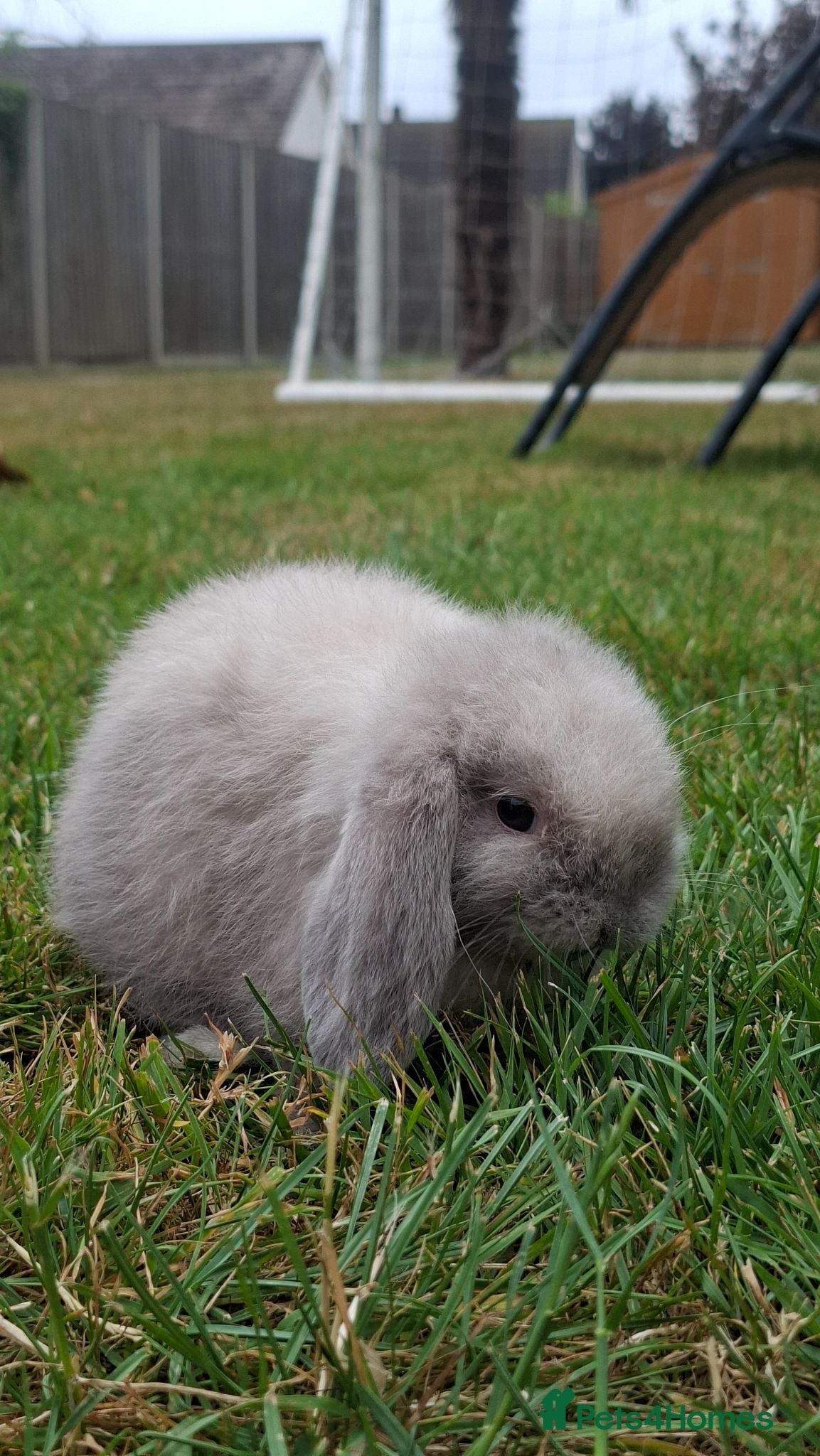 Mini Lop rabbits Mini lop bunnys - Advert 1