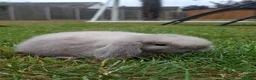 Mini Lop rabbits for sale: Mini lop bunnys - Advert 1