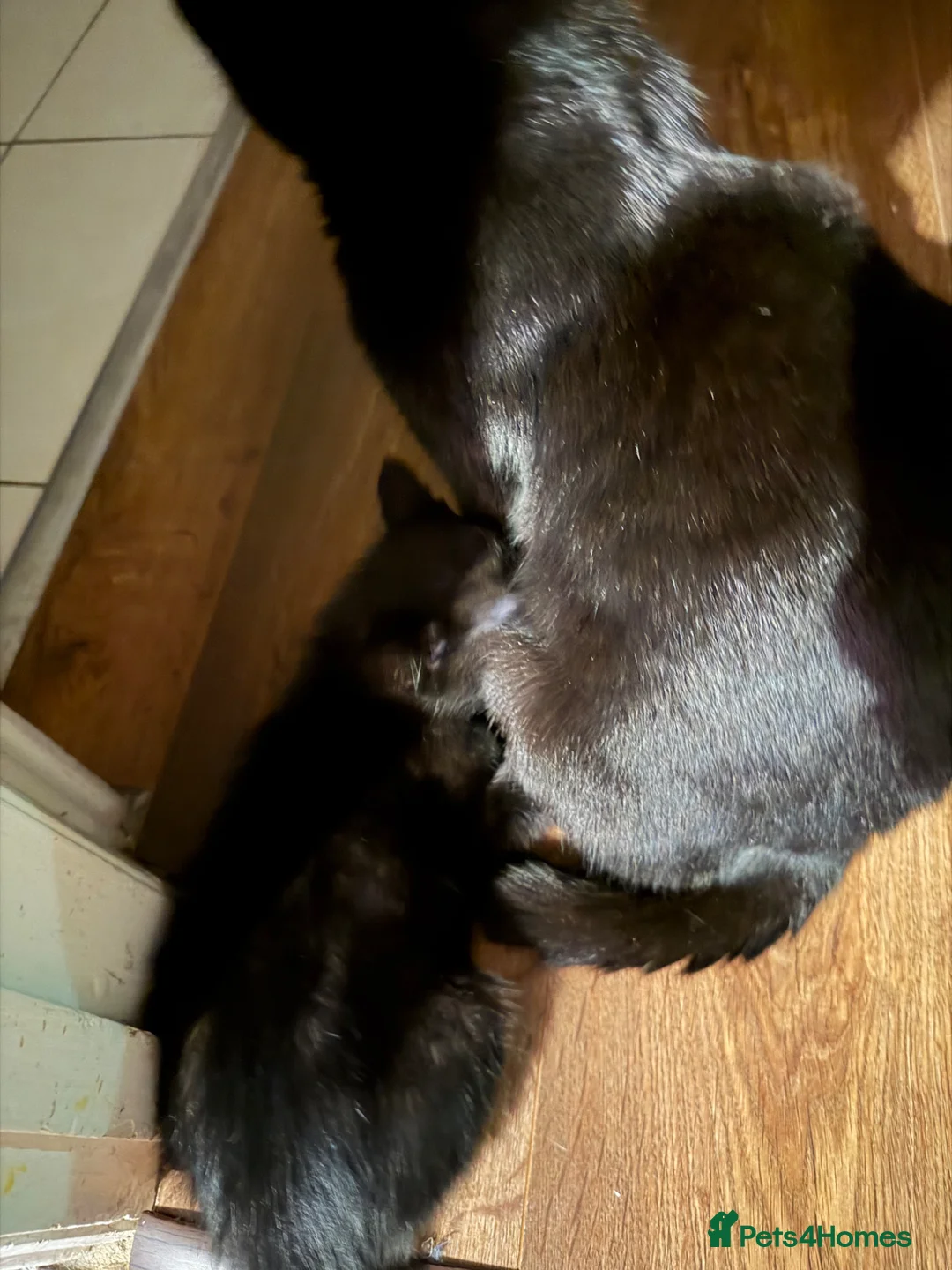 British Shorthair cats for sale: Gorgeous black kitten  - Advert 5