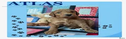 Australian Labradoodle dogs for sale: Australian Labradoodle puppies - Advert 36