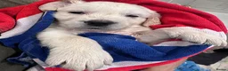 Golden Retriever dogs for sale: White/cream golden retrievers - Advert 3