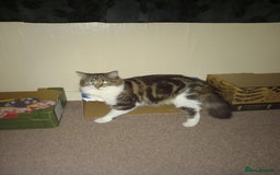 Mixed Breed cats for sale: 14 week old kitten for sale  - Image 7