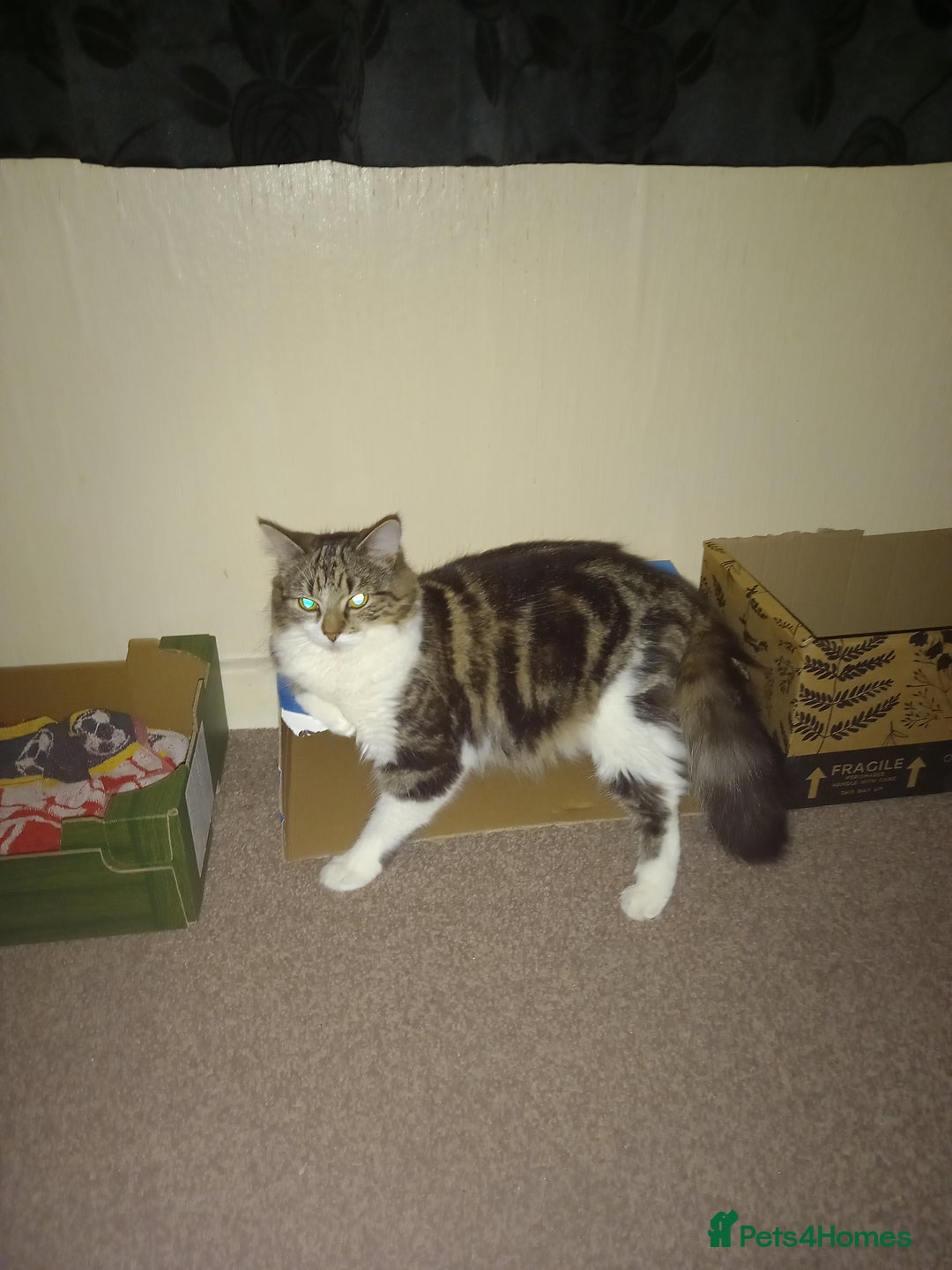 Mixed Breed cats for sale: 14 week old kitten for sale  - Image 7