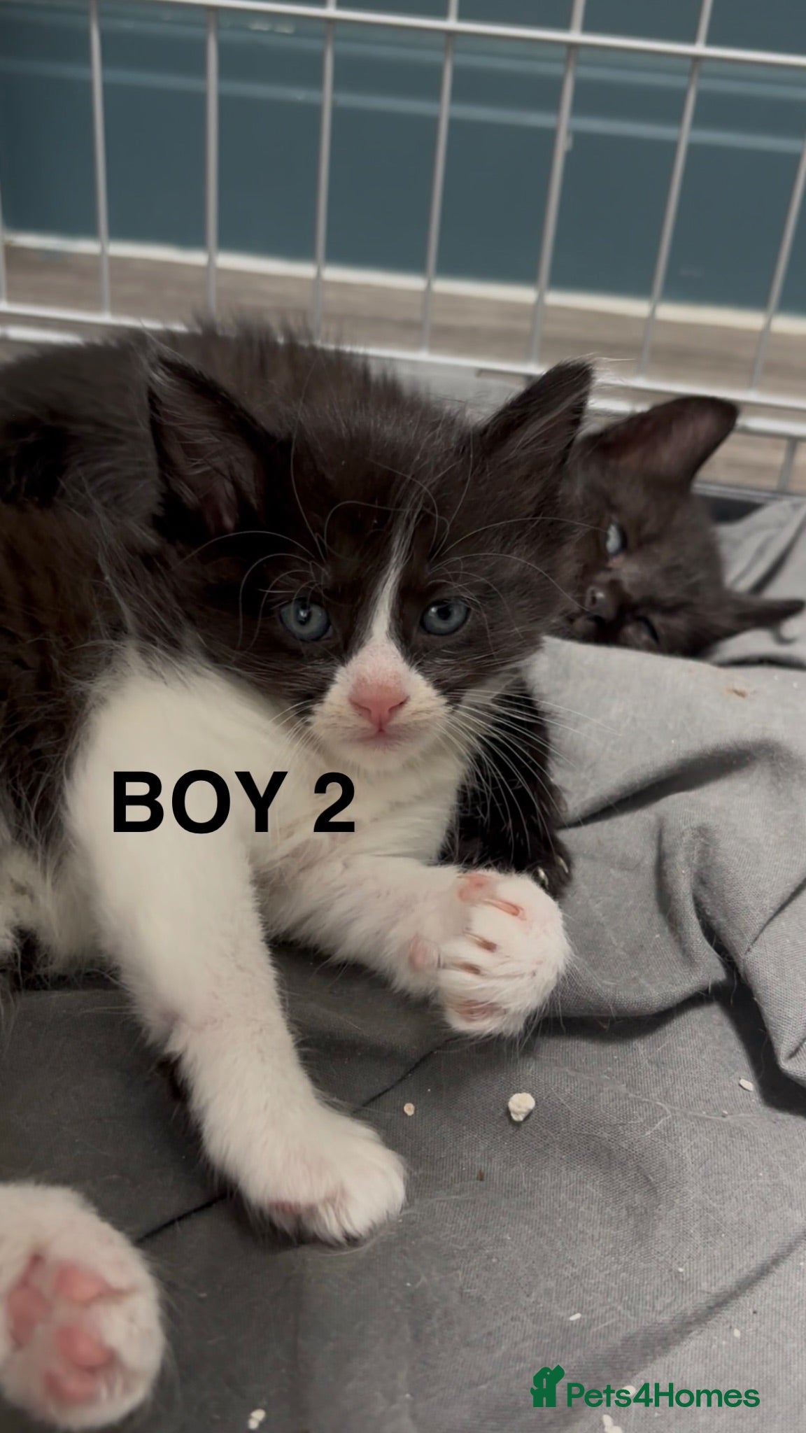 British Shorthair cats 7 beautiful kittens looking for a home  - Advert 5