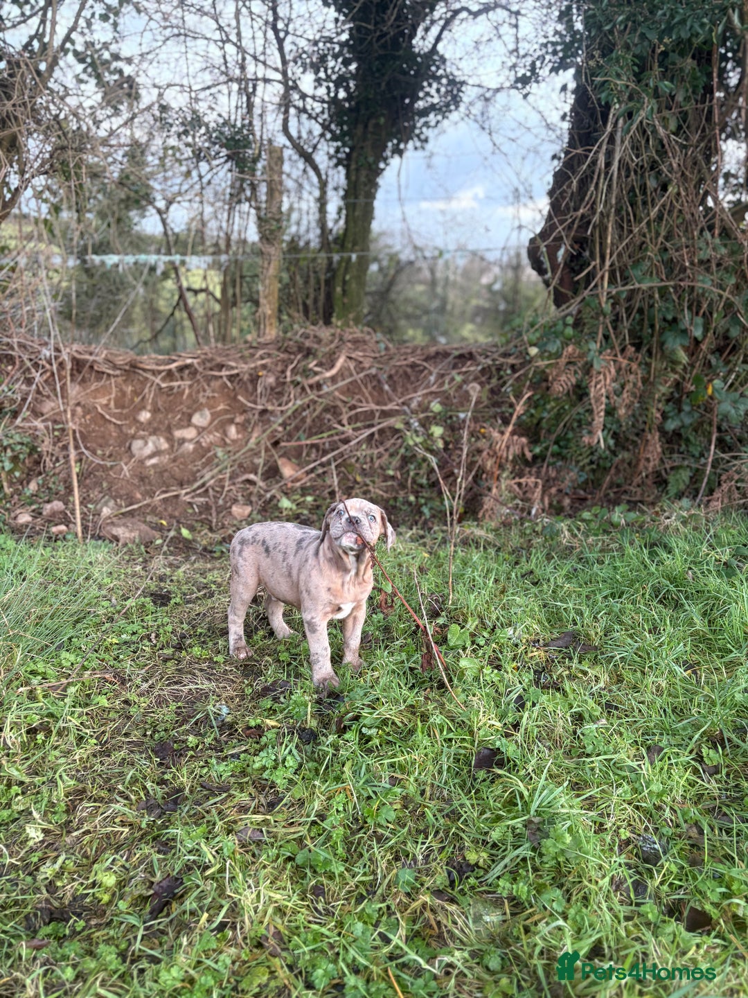 Olde English Bulldogge dogs for sale: 3 male puppy Olde English Bulldogges left - Advert 27