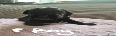 Sprocker Puppy 8