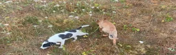 Mixed Breed dogs for sale: Beautiful Collie × German Shepherd  Puppies - Advert 1
