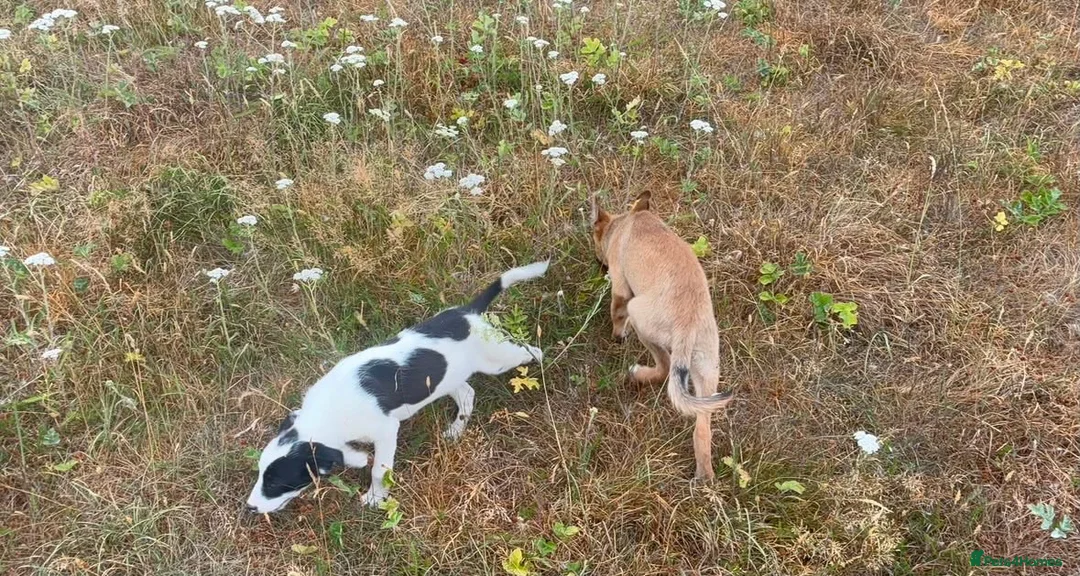 Mixed Breed dogs for sale: Beautiful Collie × German Shepherd  Puppies - Advert 1
