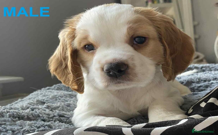 Mixed Breed dogs - Advert 2