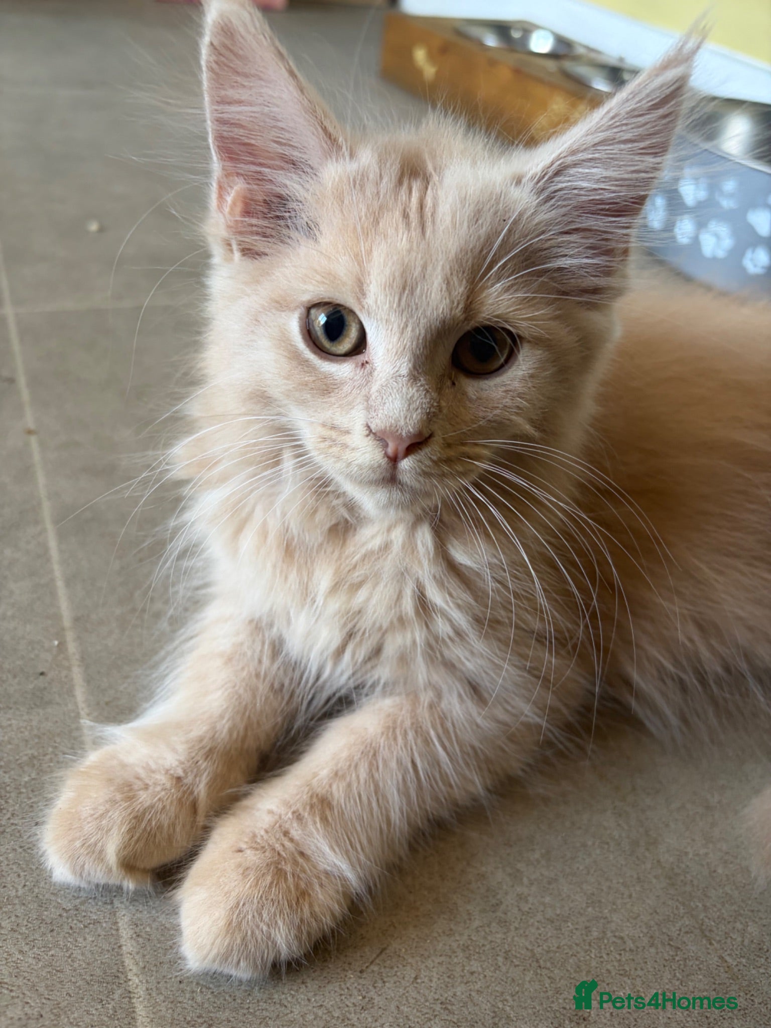 Maine Coon cats Gorgeous ChampionRussian line XL Mainecoon kittens - Advert 1