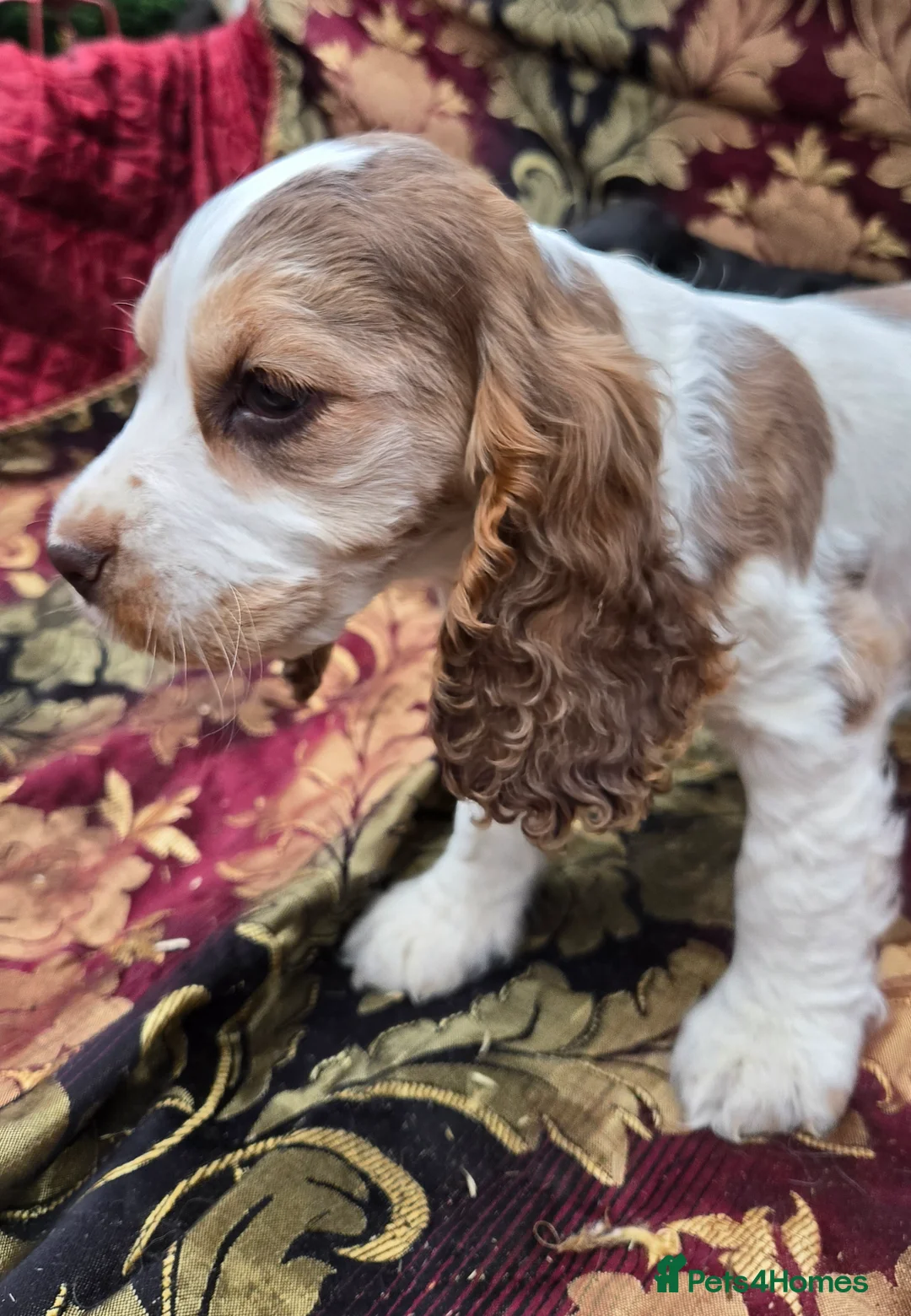 Cocker Spaniel dogs for sale: Stunning litter of cocker spaniel pups ready now. - Advert 21