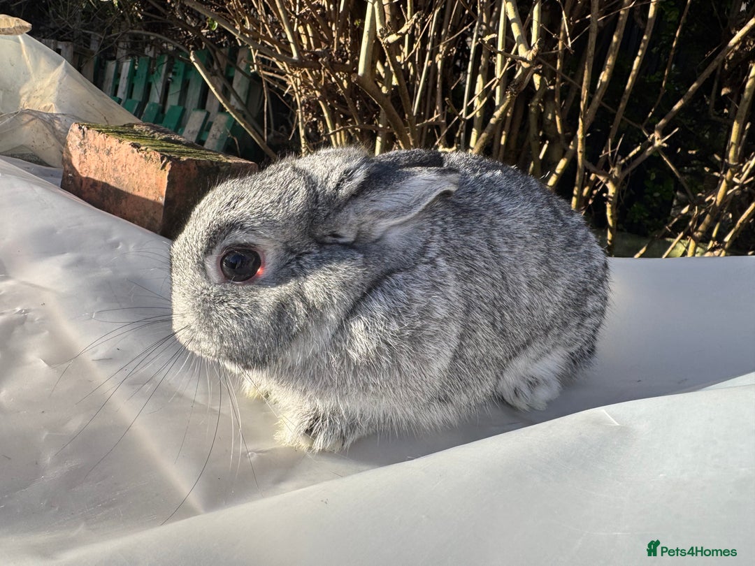 Netherland Dwarf rabbits for sale: Pair of young Netherland Dwarfs doe & buck - Advert 5