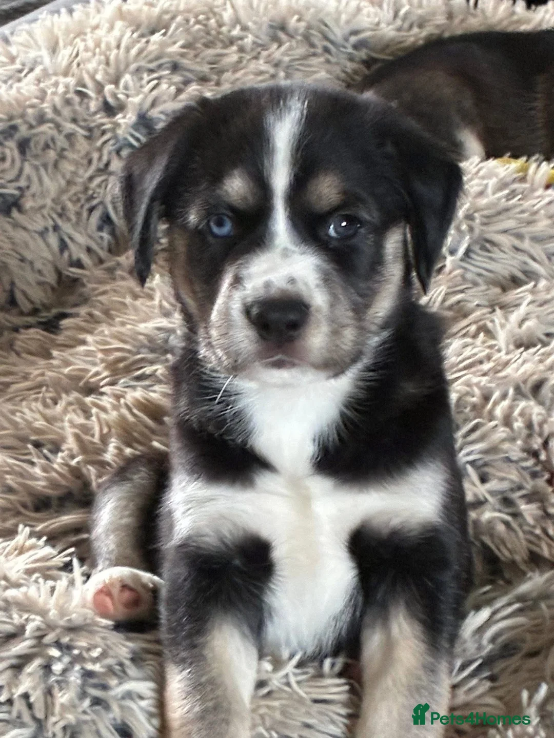Mixed Breed dogs for sale: Cocker Spaniel x Siberian Husky Puppies - Advert 23