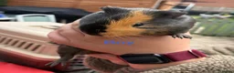 Guinea Pig rodents for sale: Piggies if all ages looking for forever homes - Advert 6
