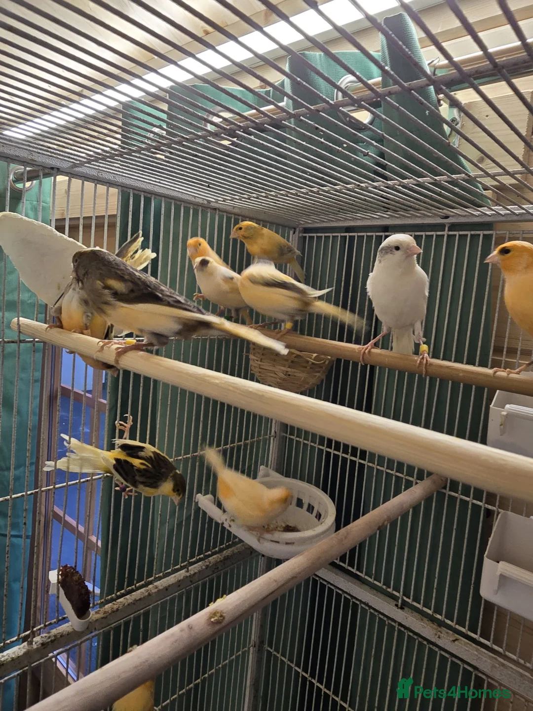 Canaries birds for sale: Beautiful healthy canaries for sale in Manchester  - Advert 17