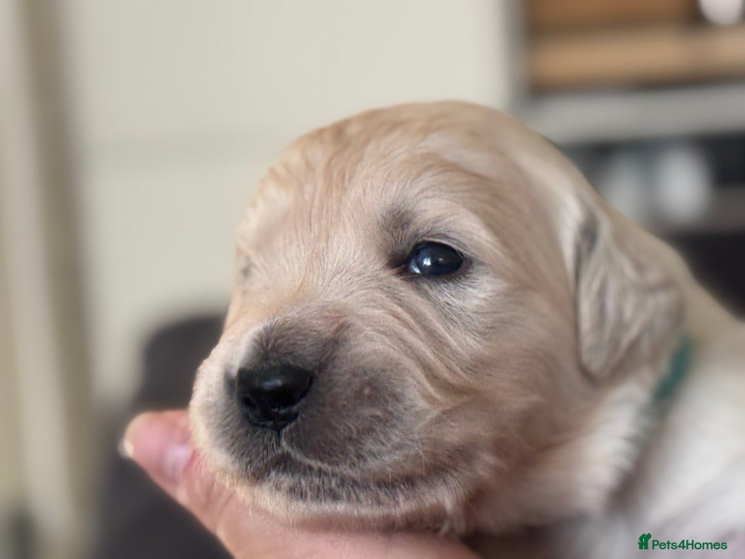 Golden Retriever dogs for sale: Golden Retriever Puppies 4 boys & 3 girls  - Image 18