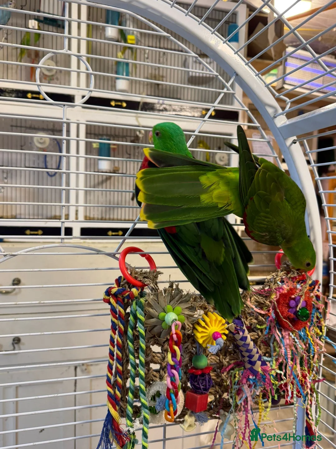 Parrots birds for sale: Crimson winged parrots  - Advert 3