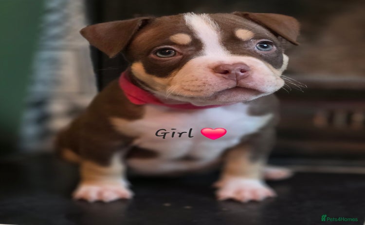 American Bully dogs - Advert 5