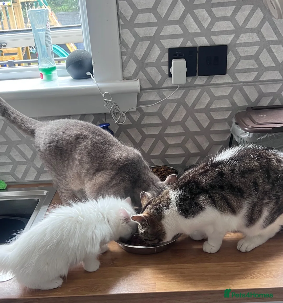 Mixed Breed cats for sale: Ragdoll cross kitten  - Advert 3
