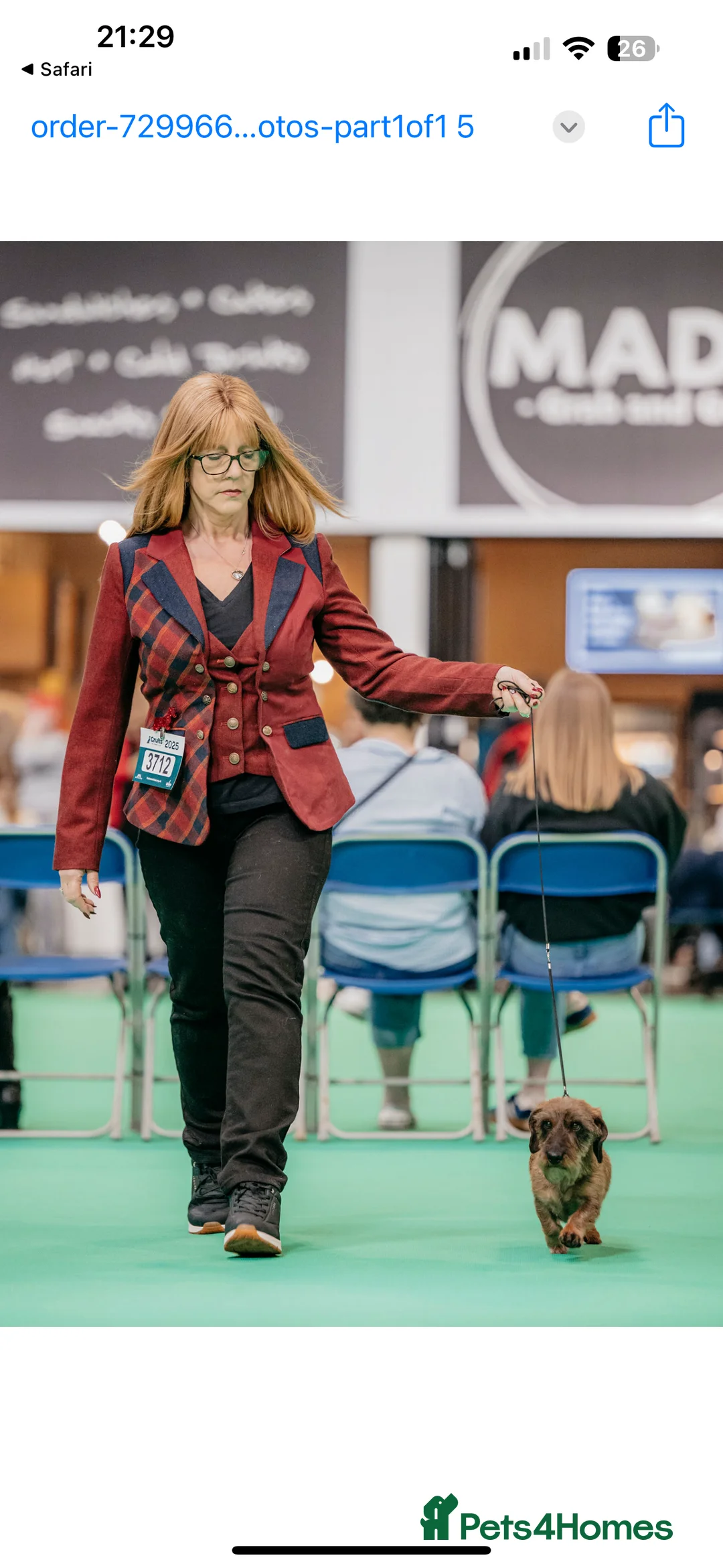 Dachshund dogs for stud: Miniature Wirehaired Dachshund Stud Dog in Spalding - Advert 4