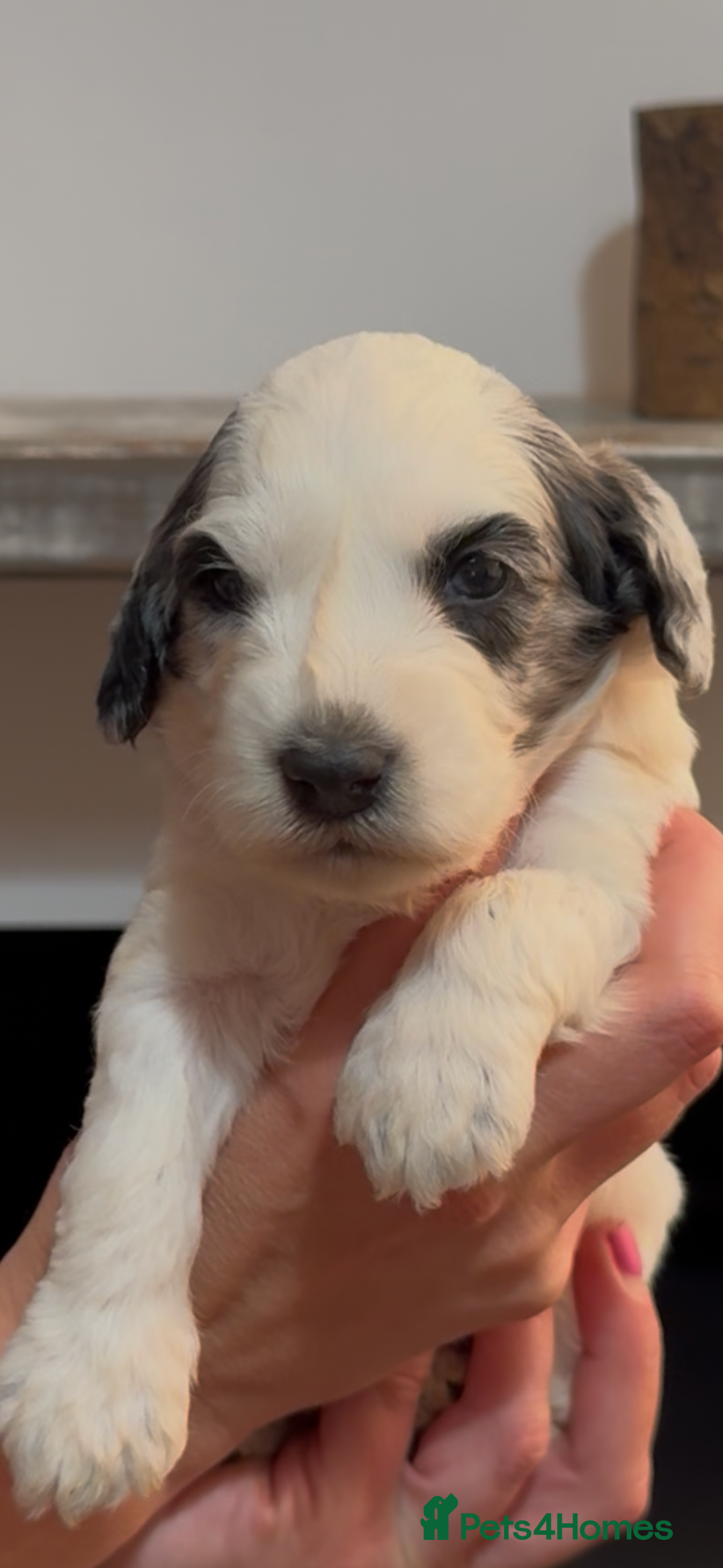 Cockapoo dogs for sale: Beautiful litter of parti and solid Cockapoos - Image 8