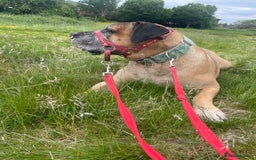 Boerboel dogs for sale: 7 year old male Boerboel for sale  - Image 4