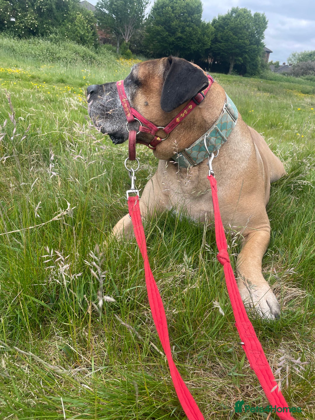 Boerboel dogs for sale: 7 year old male Boerboel for sale  - Image 4