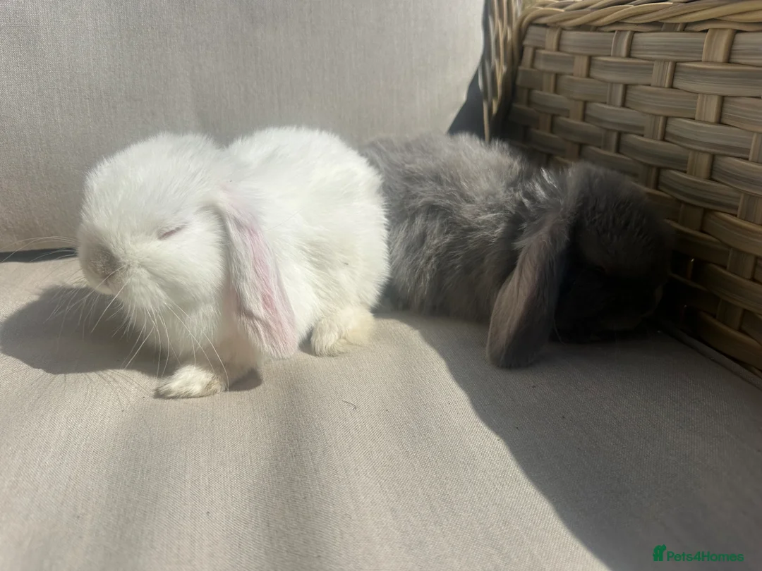 Mini Lop rabbits for sale: 2 mini lop brothers. - Advert 10