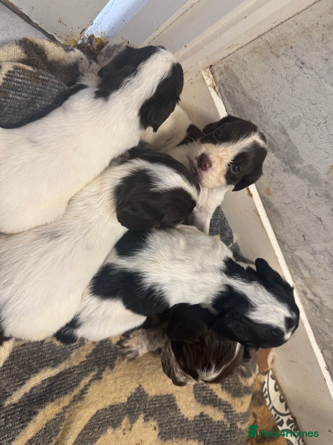 Cocker Spaniel dogs for sale: Cocker spaniel puppies working family pets - Image 6