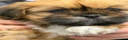 Lhasa Apso dogs for sale: 4 stunning boys available ready 11 may  - Advert 3