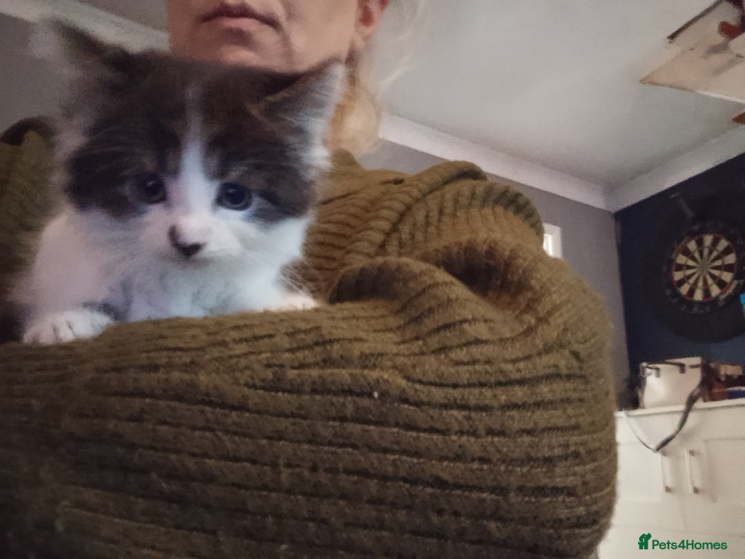 Mixed Breed cats for sale: 3 kittens for sale - Image 4