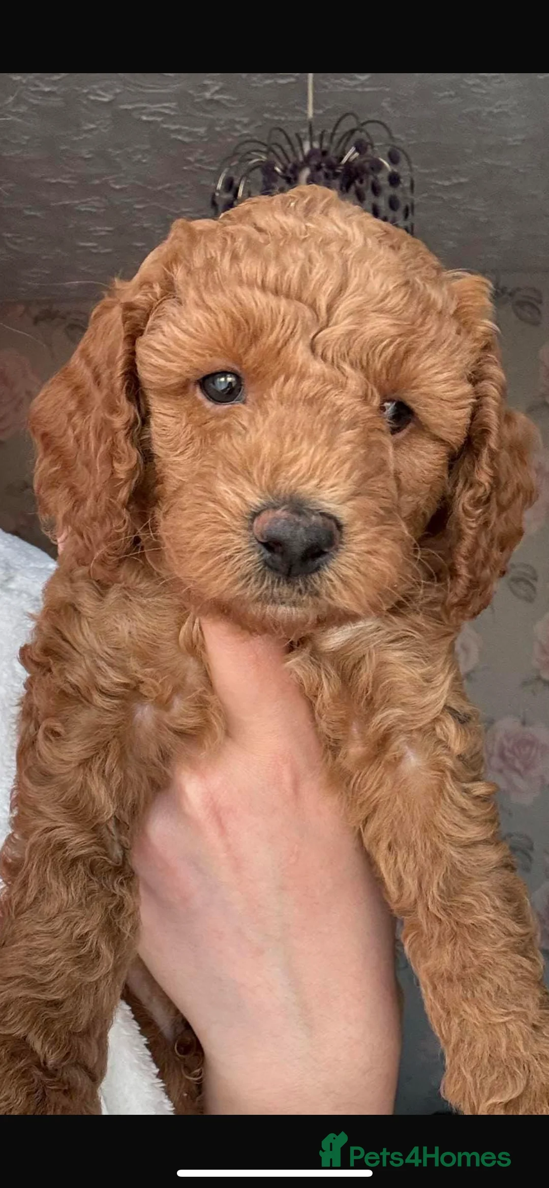 Miniature Poodle dogs for stud: Merlesque Top Gun mahogany mini poodle in Chorley - Advert 24