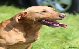 Labrador Retriever dogs for sale: Stunning ftch fox red puppies - Image 21