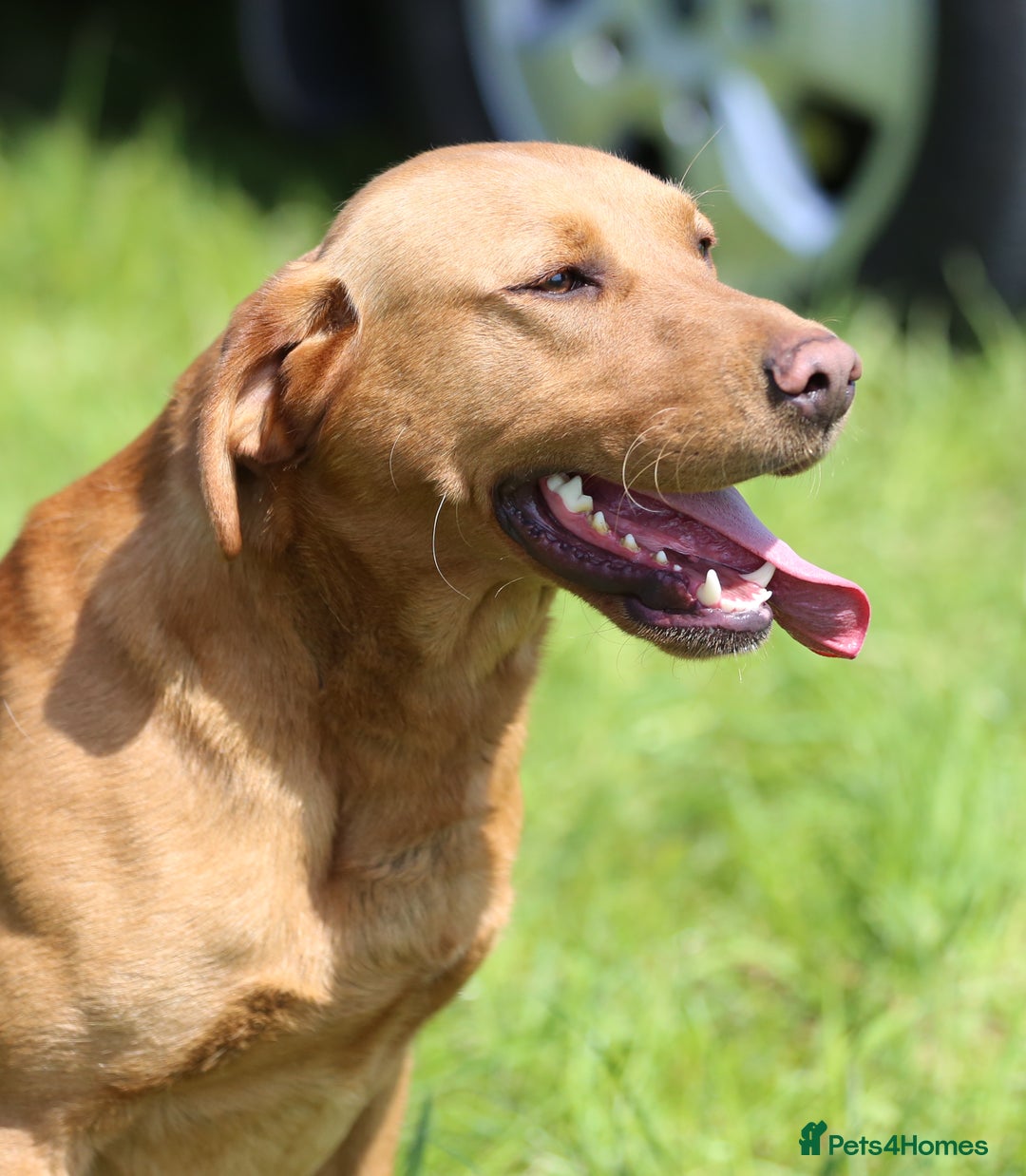 Labrador Retriever dogs for sale: Stunning ftch fox red puppies - Image 21